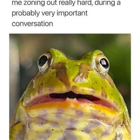 The Best Frog Memes